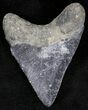 Bargain Juvenile Megalodon Tooth - Florida #21190-1